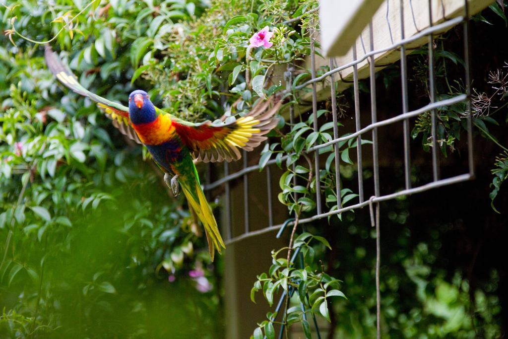 Mt Glorious Getaways Villa Mount Glorious Exterior photo